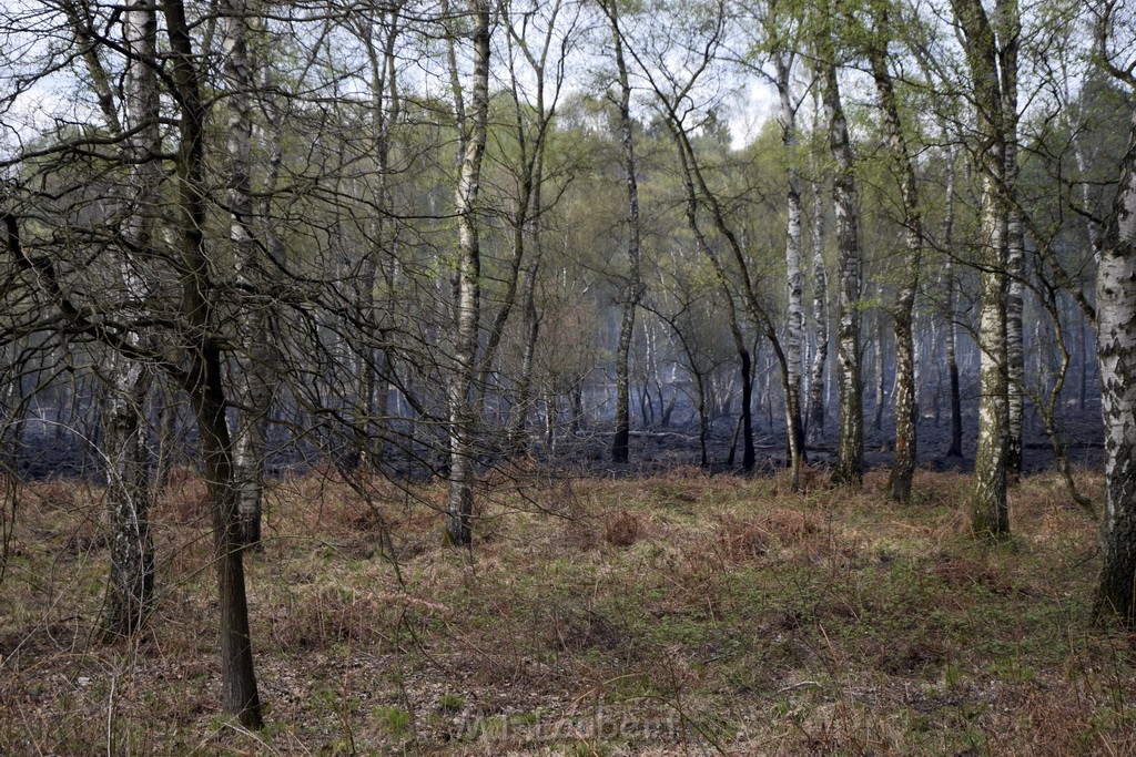 Waldbrand Wahner Heide Troisdorf Eisenweg P076.JPG - Miklos Laubert